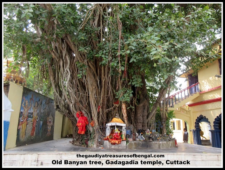 gadagadia banyan tree