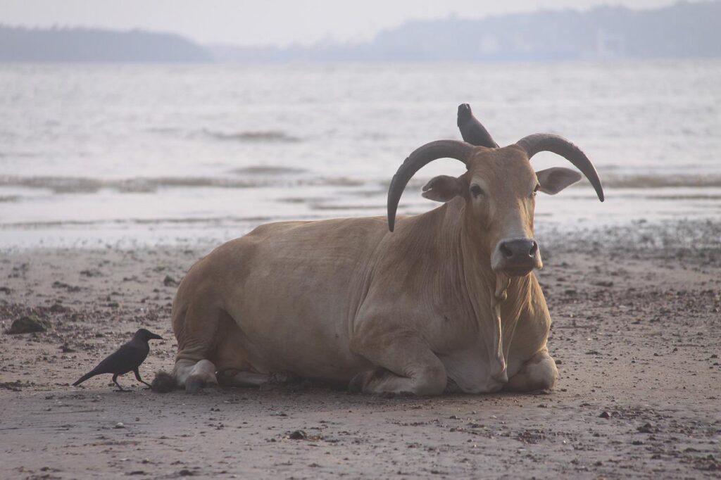 cows india sacred krishna