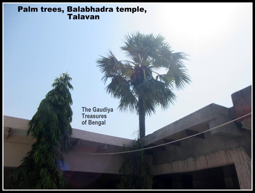 palm trees dauji balabhadra talavan