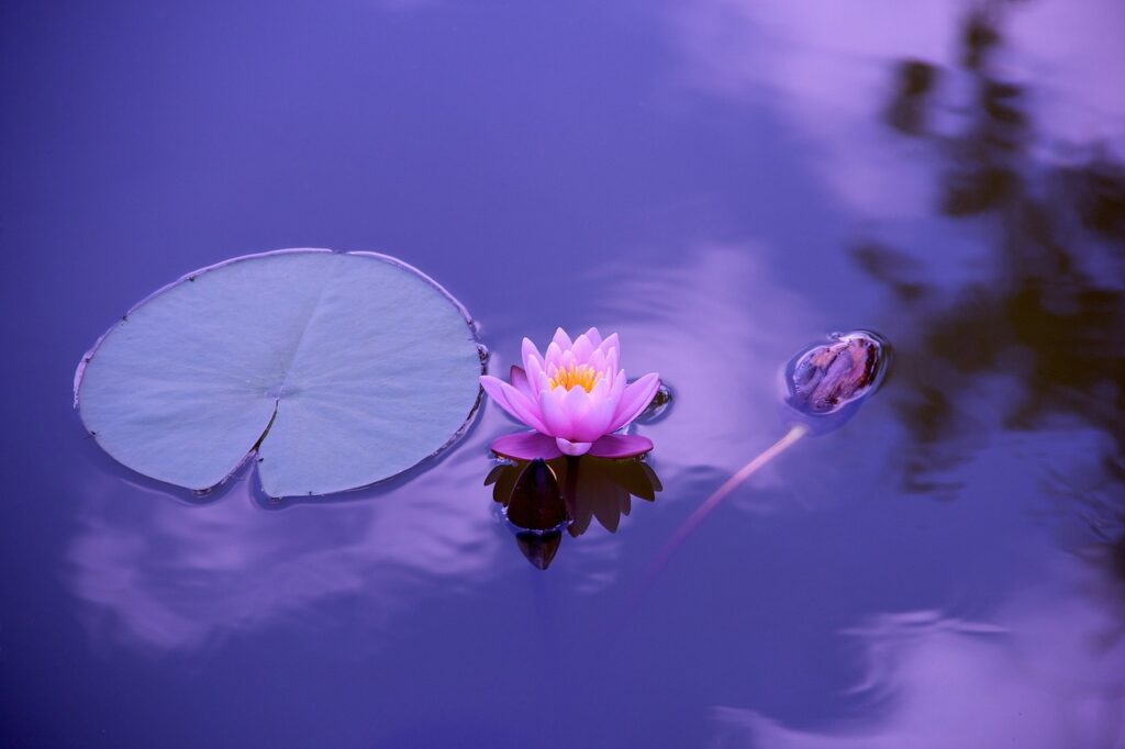 lotus hindu symbol symbolism hinduism
